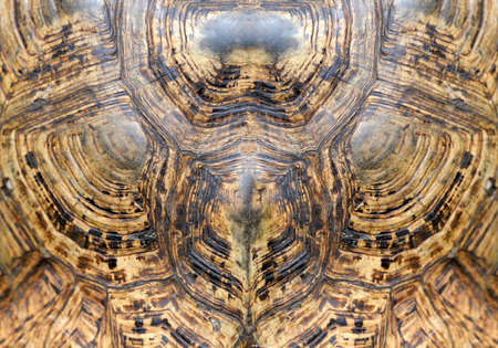 Close-up turtle shell texture detail