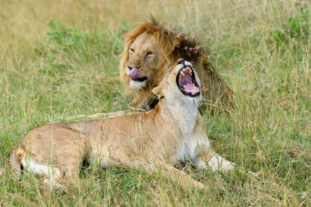 Close lion in National park of Kenya, Africaの写真素材