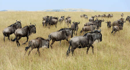 Wildebeest in National park of Kenya, Africaの写真素材