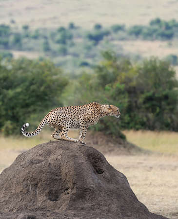 Wild african cheetah, beautiful mammal animal. Africa, Kenyaの写真素材