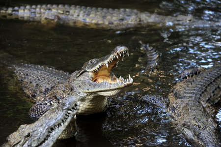 Crocodile in river. National park of Africaの写真素材