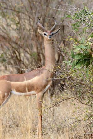 Gerenuk in National park of Kenya, Africaの写真素材