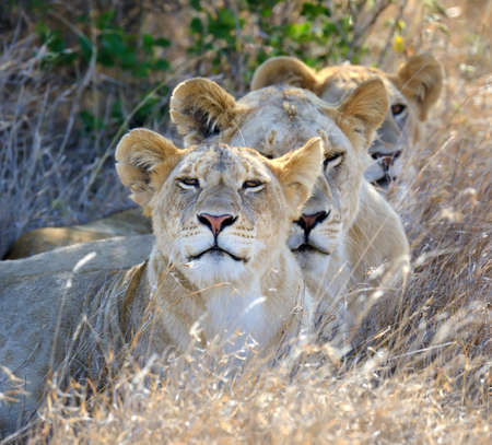 Close lion in National park of Kenya, Africaの写真素材