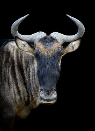 Portrait of a wildebeest on black backgroundの写真素材