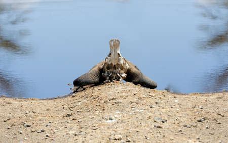 Buffalo skullの写真素材