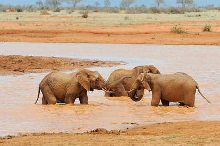 Elephant in National park of Kenya, Africaの写真素材