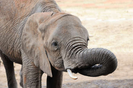 Elephant in National park of Kenya, Africaの写真素材