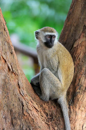 Vervet Monkey on a tree, National park of Kenya, Africaの写真素材