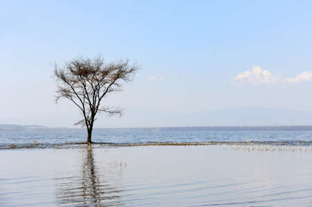 Dry trees in lake on blue sky with clouds backgroundの写真素材