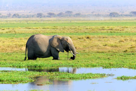 Elephant in National park of Kenya, Africaの写真素材