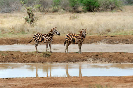 Zebra on grassland in Africa, National park of Kenyaの写真素材