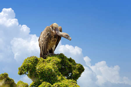 Vulture on tree. Masai Mara National Park, Kenyaの写真素材