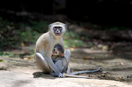 Two young vervet monkey on a stoneの写真素材