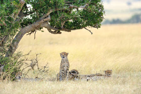 Wild african cheetah, beautiful mammal animal. Africa, Kenyaの写真素材
