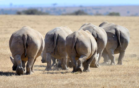 African white rhino, National park of Kenyaの写真素材