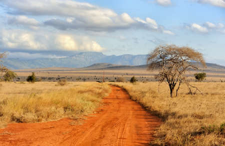 Beautiful landscape with tree in Africaの写真素材
