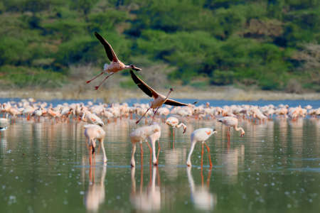 Flock of flamingos wading in the shallow lagoon waterの写真素材