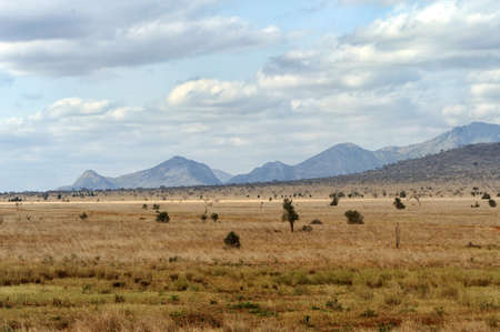 Landscape in Tsavo National Park, Kenya, Africaの写真素材