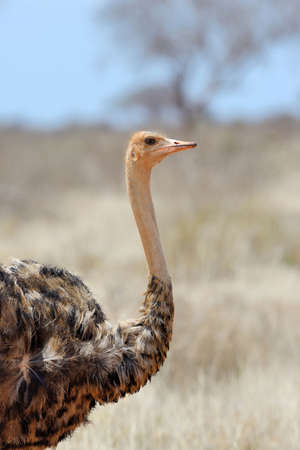 Female of African ostrich (Struthio camelus) in National reserve park of Kenyaの写真素材