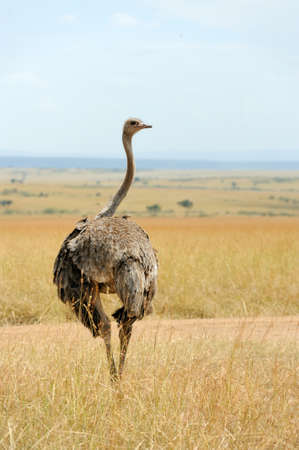Female of African ostrich (Struthio camelus) in National reserve park of Kenyaの写真素材