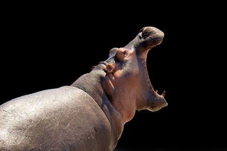 Hippo isolated on black backgroundの写真素材