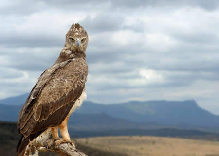 Tawny eagle (Aquila rapax) sitting on a branch tree, Africa, Kenyaの写真素材