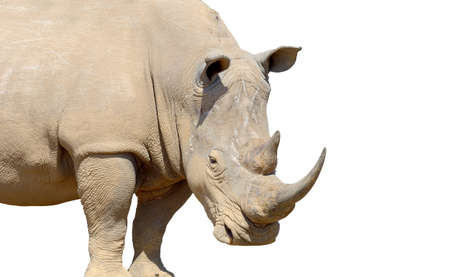 White rhino isolated on white backgroundの写真素材