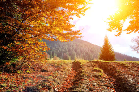 autumn landscapeの写真素材