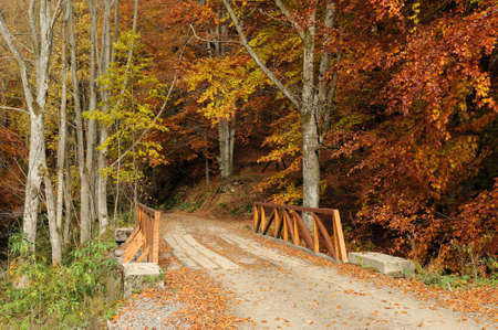 Bridge and road in autumn forest. Autumn landscape