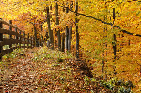 Wide trail cuts through a colorful autumn forest