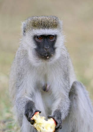 Vervet Monkey eat apple, National park of Kenya, Africaの写真素材