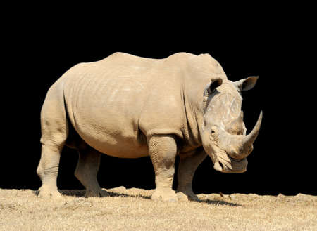 African white rhino on dark background, National park of Kenyaの写真素材