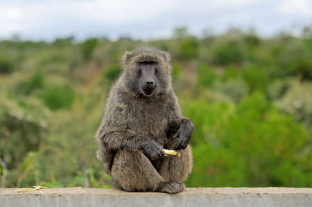 Baboon on stone in National park of Kenya, Africa