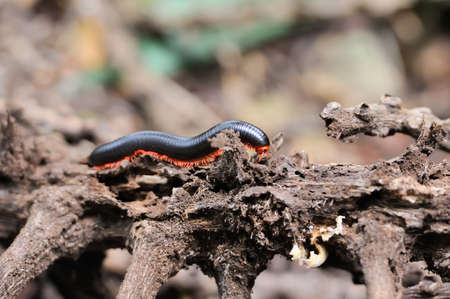 Close millipede on branch, Africa, Kenyaの写真素材