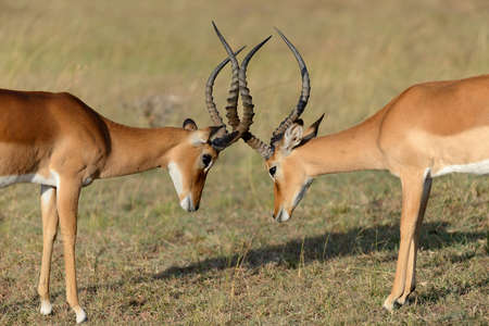 Two Impala fight on savanna in Africa, Kenyaの写真素材
