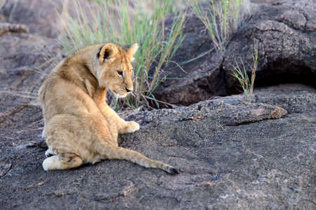 African Lion cub, (Panthera leo), National park of Kenya, Africaの写真素材