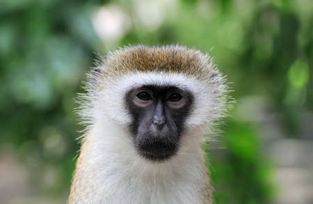 Vervet Monkey, National park of Kenya, Africaの写真素材