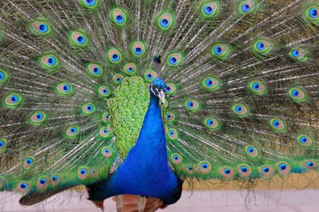 Portrait of beautiful pavo with feathers outの写真素材