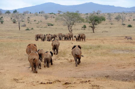 Elephant in National park of Kenya, Africaの写真素材