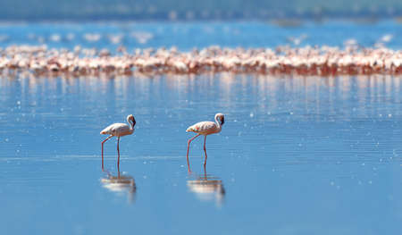 Flock of flamingos wading in the shallow lagoon water. Kenya, Africaの写真素材