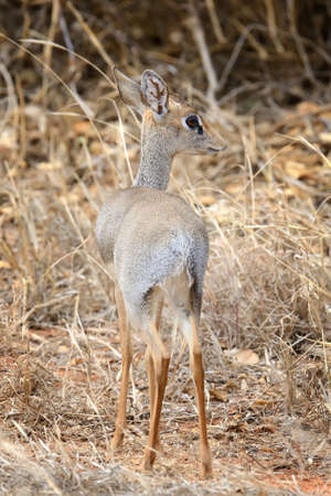 Dik-dik in the National Reserve of Africa, Kenyaの写真素材