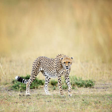 Wild african cheetah, beautiful mammal animal. Africa, Kenyaの写真素材