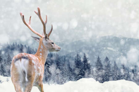 Big male deer on winter mountain backgroundwith snowfallsの写真素材