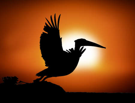 Silhouette pelican flying over the lake on sunset background, Kenya, Africaの写真素材