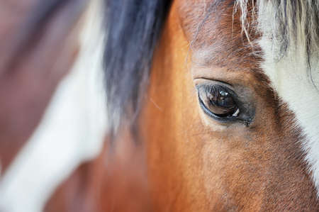 Close up eye of the big brown horseの写真素材