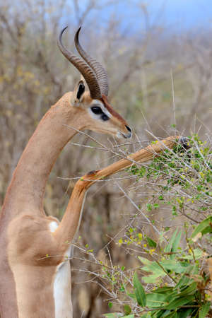 Gerenuk Standing Upright to Reach Leaves, National park of Kenya, Africaの写真素材
