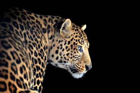 Close-up leopard portrait on dark backgroundの写真素材