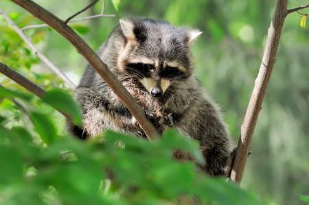 Young raccoon on branch in summer timeの写真素材