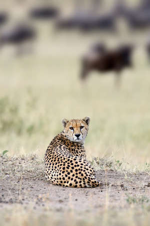 Wild african cheetah, beautiful mammal animal. Africa, Kenyaの写真素材
