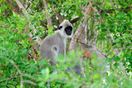 Monkey in the living nature. Country Of Sri Lanka